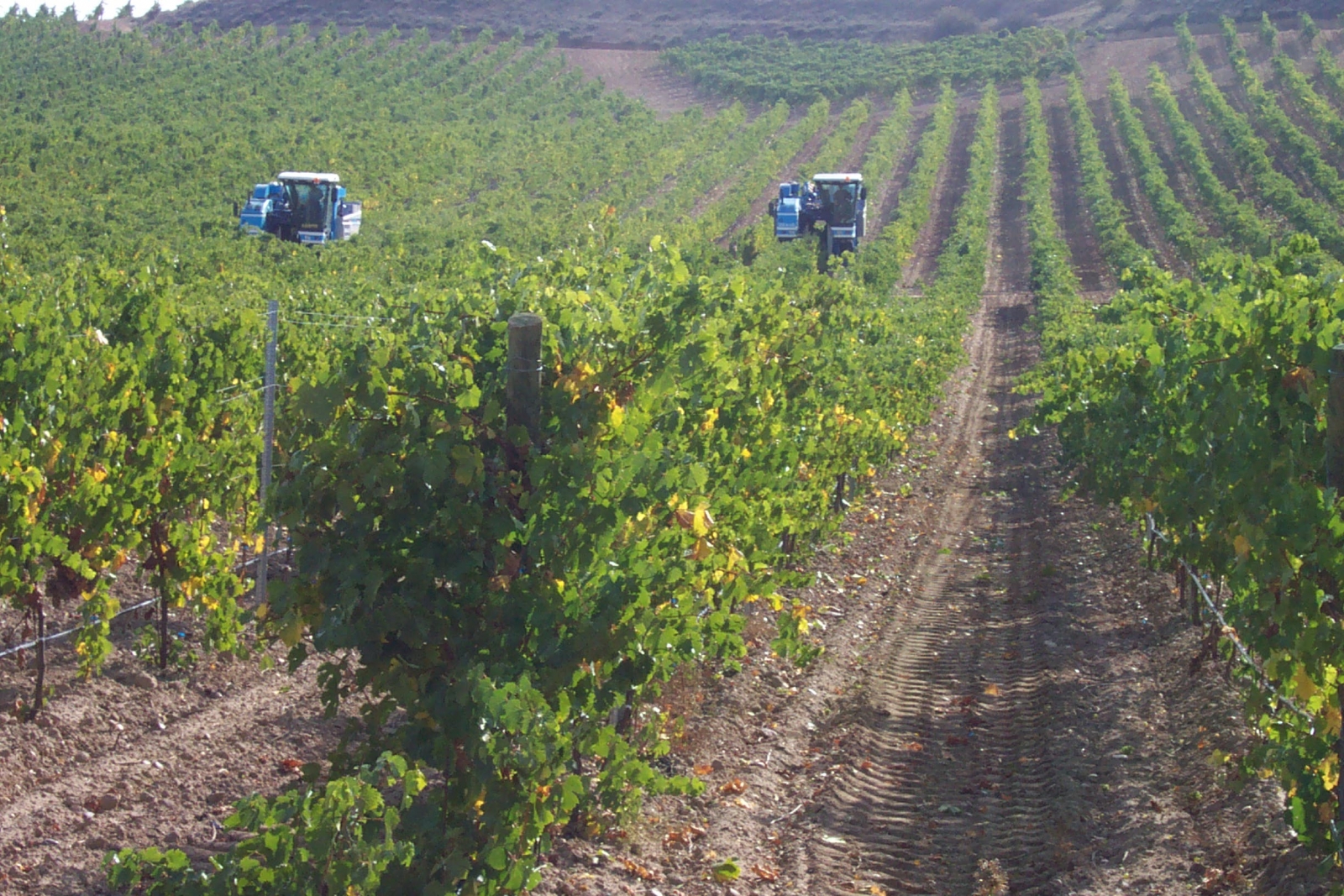 Viñedos Rueda